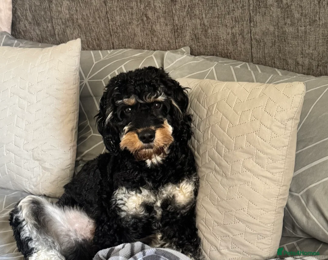 Mixed Breed dogs for stud: F1 cockerpoo stud in Bishop Auckland - Advert 1