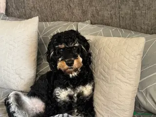 Mixed Breed dogs F1 cockerpoo stud in Bishop Auckland - Advert 9