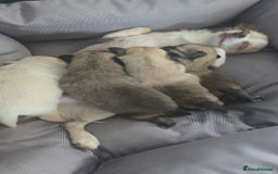 Pomchi dogs for sale: Chihuahua x Pomeranian Pomchi puppies - Image 2