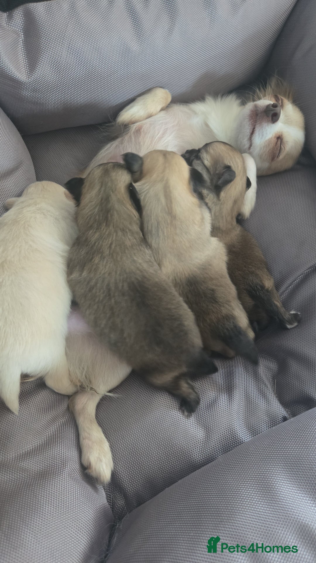 Pomchi dogs for sale: Chihuahua x Pomeranian Pomchi puppies - Image 2