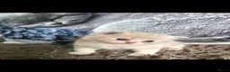 British Shorthair cats for sale: ** Beautiful TICA Registered kittens ** - Advert 10