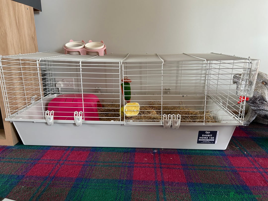 Lionhead rabbits for sale: 1 year old indoor female rabbit - Image 6