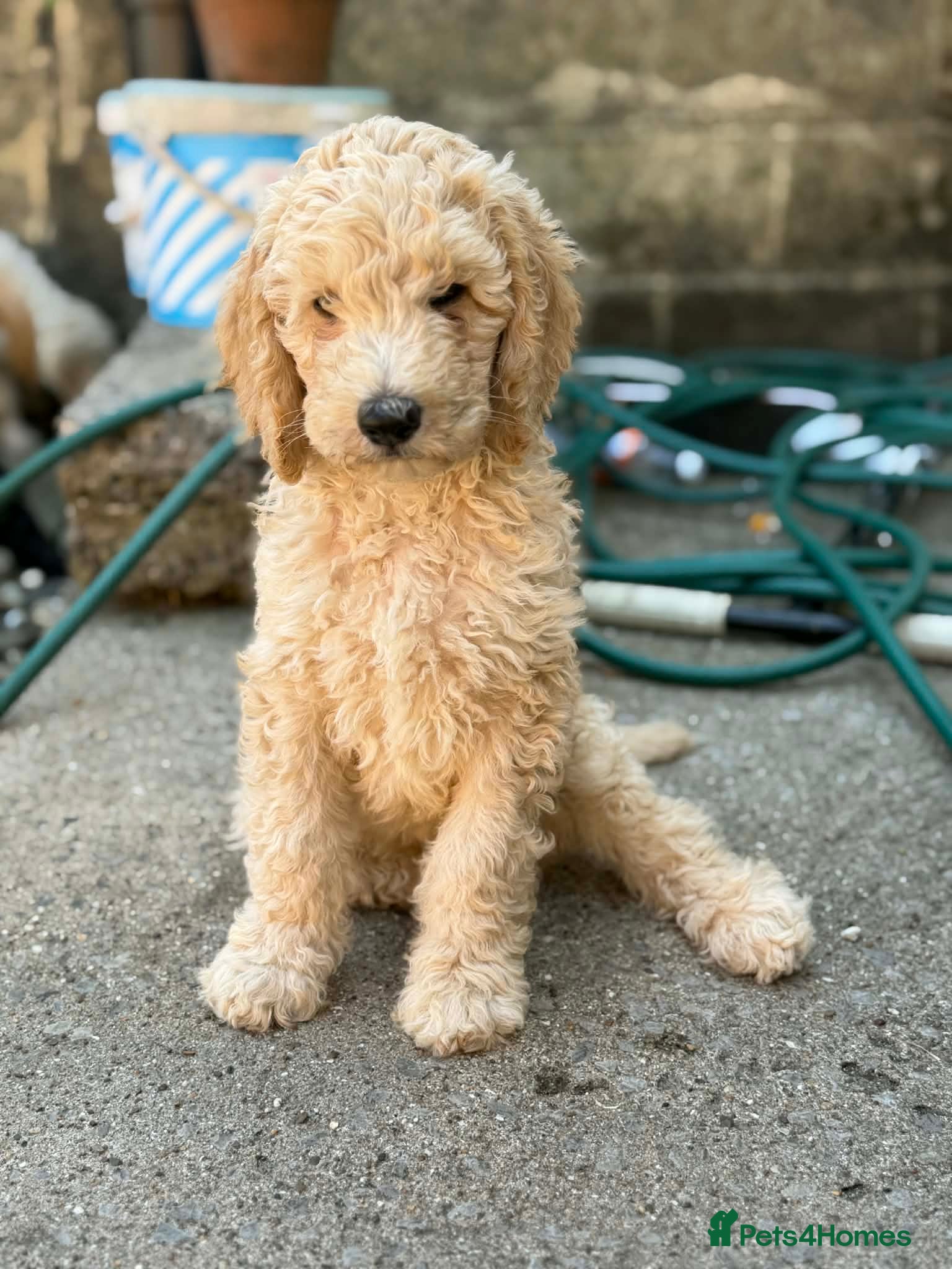 Standard Poodle dogs READY NOW! Standard poodle puppy's kc reg - Advert 3