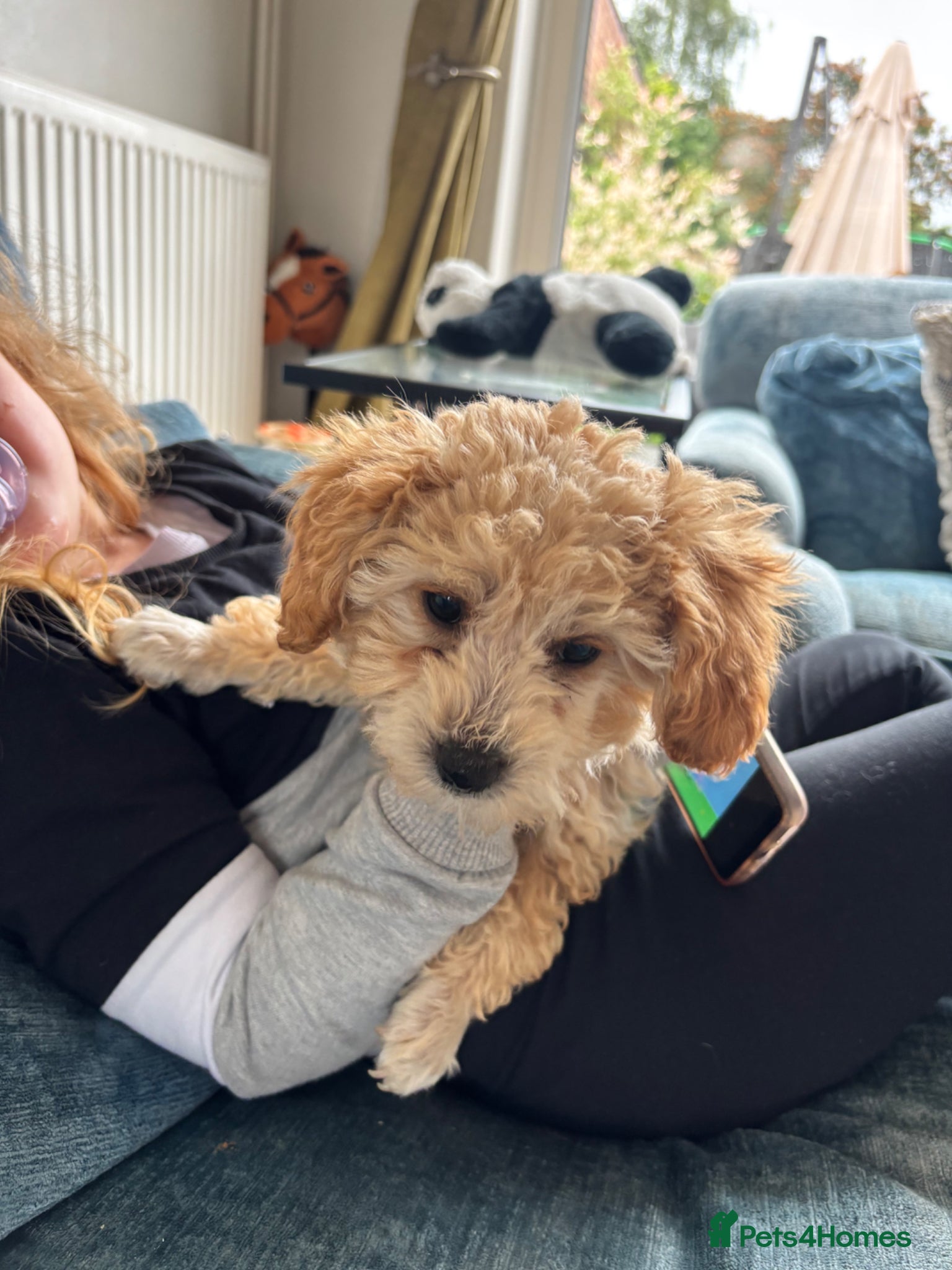 Toy Poodle dogs 1 Apricot Girl Left  - Advert 6