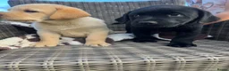 Labrador Retriever dogs for sale: Gorgeous Labrador Puppies For Sale - Advert 5
