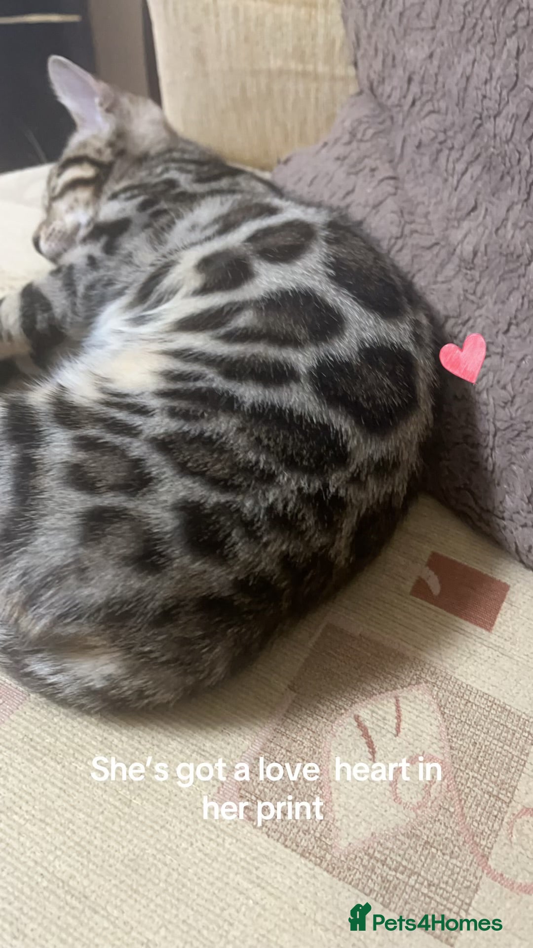 Bengal cats Mom and daughter ✨😻 - Advert 2