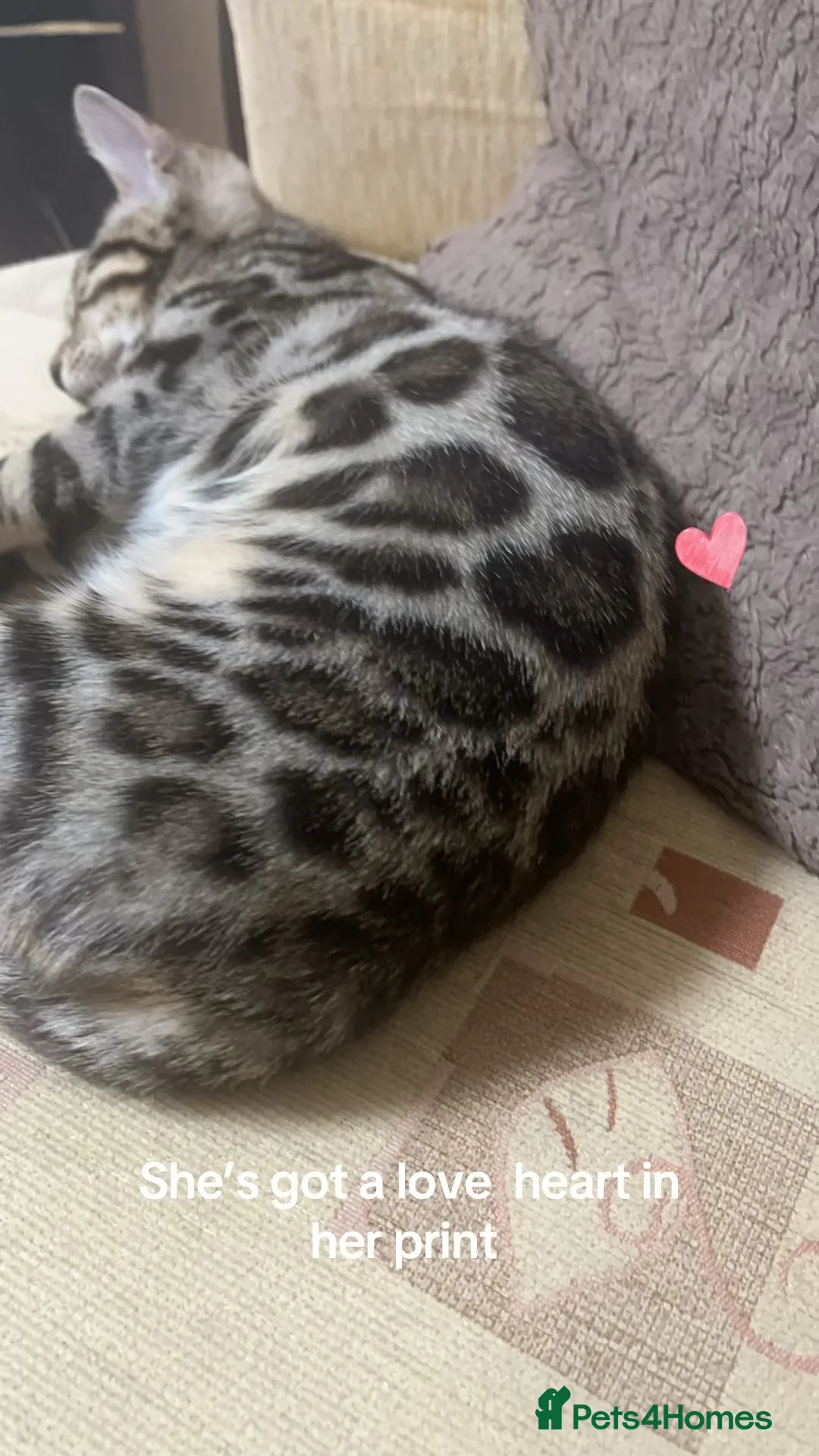 Bengal cats for sale: Mom and daughter kitten  ✨😻 - Advert 2