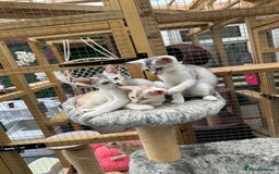 Abyssinian cats for sale: Pedigree Silver Abyssinian kittens - Image 26