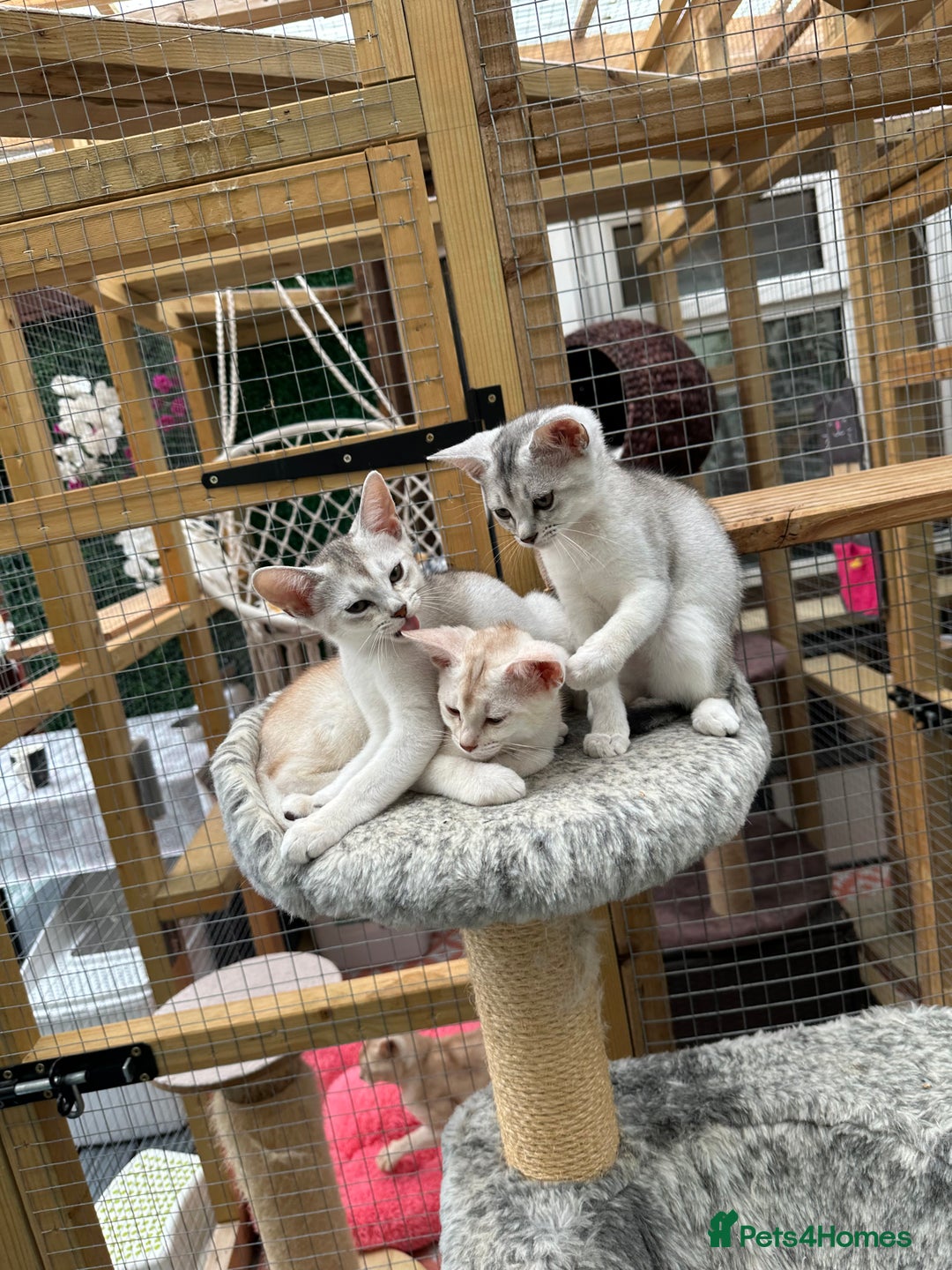 Abyssinian cats for sale: Pedigree Silver Abyssinian kittens - Image 26