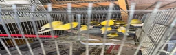 Canaries birds for sale: Canary for sale - Advert 3