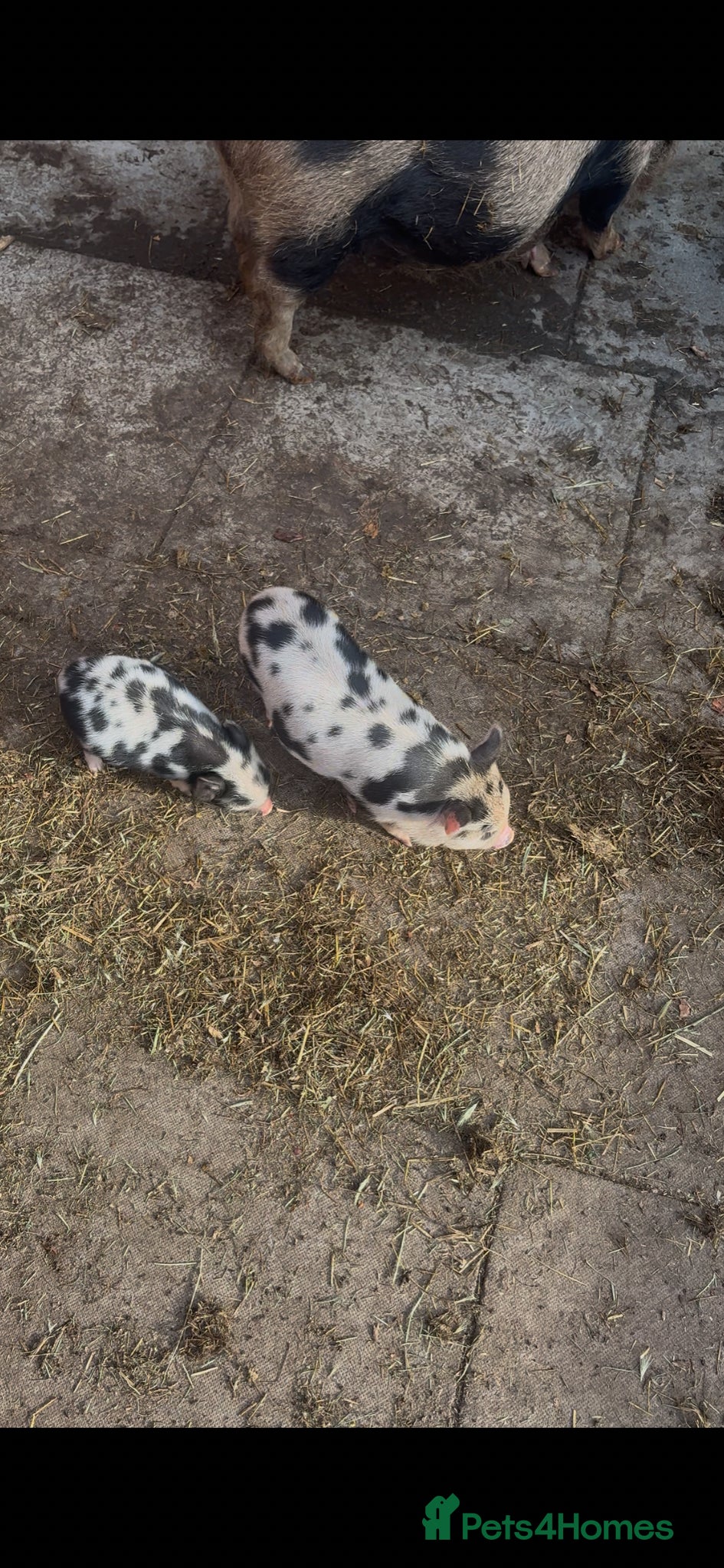 Pig livestock for sale: Juliana piglets for sale in Bedworth - Advert 2