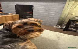 Yorkshire Terrier dogs for sale: YORKSHIRE TERRIER 3 BOYS 1 GIRL  - Image 7