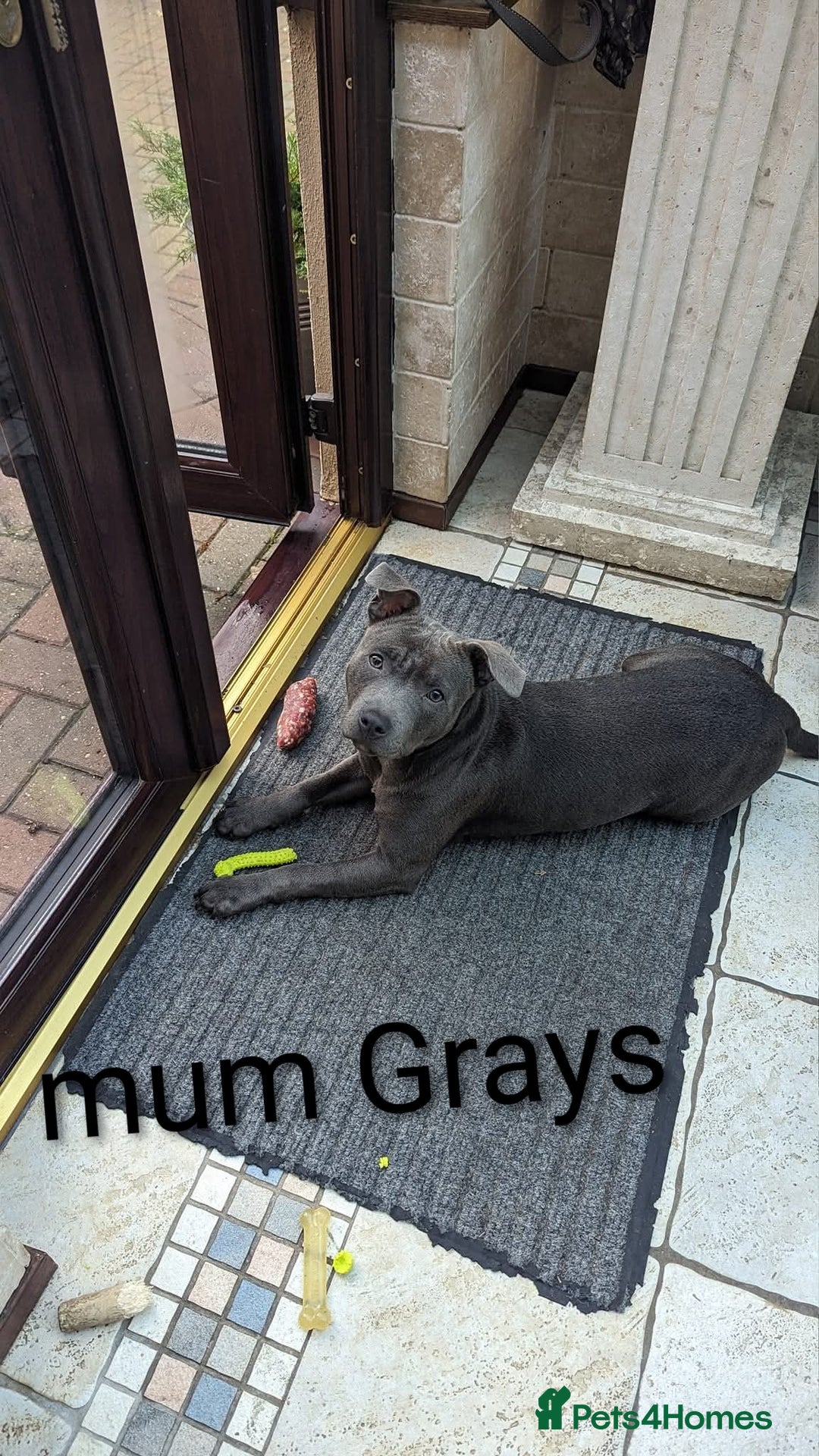 Staffordshire Bull Terrier dogs for sale: Ms/Mister - Image 4