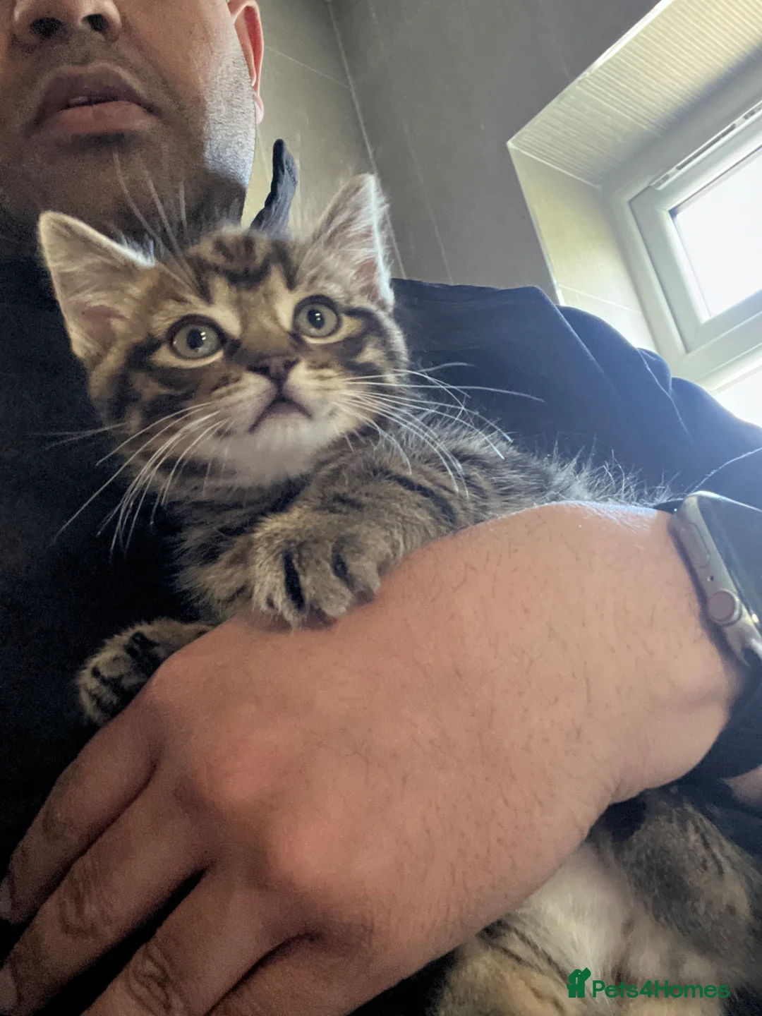 Mixed Breed cats for sale: Tabby kitten for sale adorable  in Dagenham - Advert 1