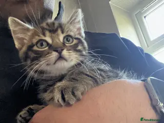 Mixed Breed cats Tabby kitten for sale adorable - Advert 9