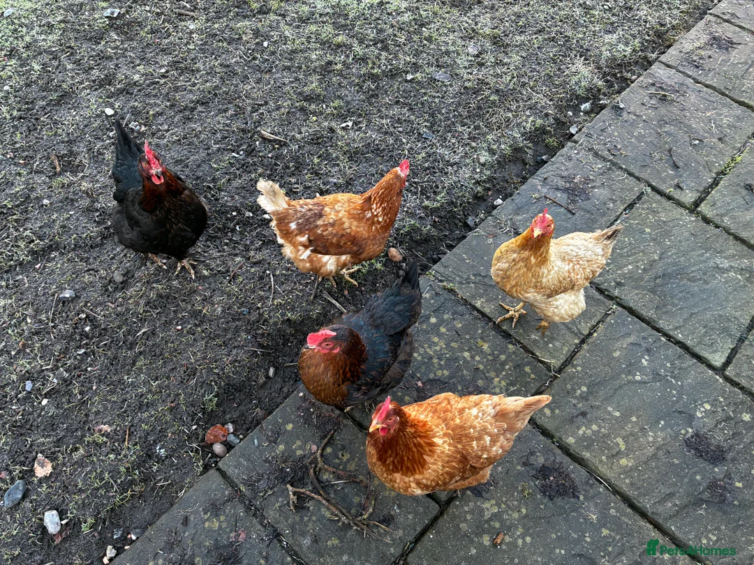 Mixed Breed birds for sale: Chicken and coop for sale in Birmingham - Advert 1