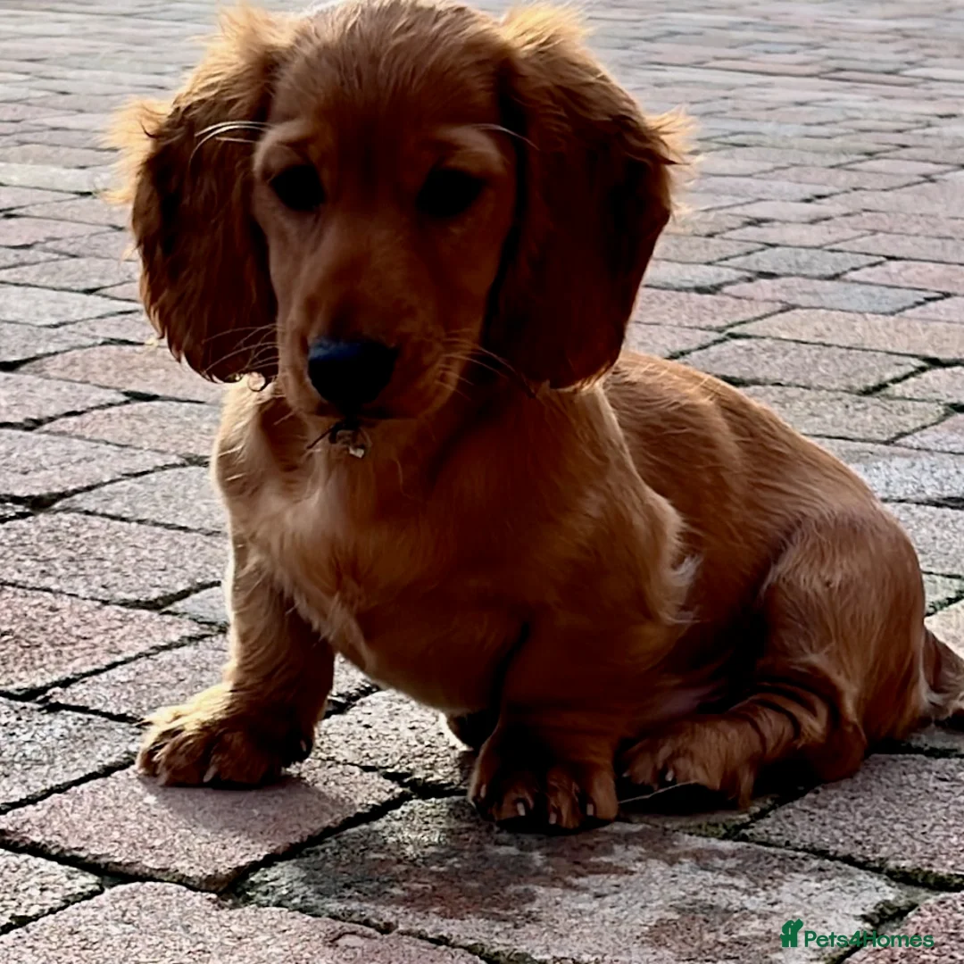 Dachshund dogs for sale: Bertie (Revdvicki's Dorek - Kennel Club name) - Advert 9