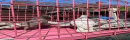 Pigeons birds for sale: Tumbler pigeons for sale in Stoke-on-Trent - Advert 4