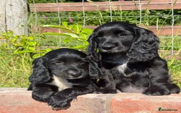 Cocker Spaniel dogs for sale: FULLY VACCINATED Black FEMALE cocker spaniel in Mold - Image 20