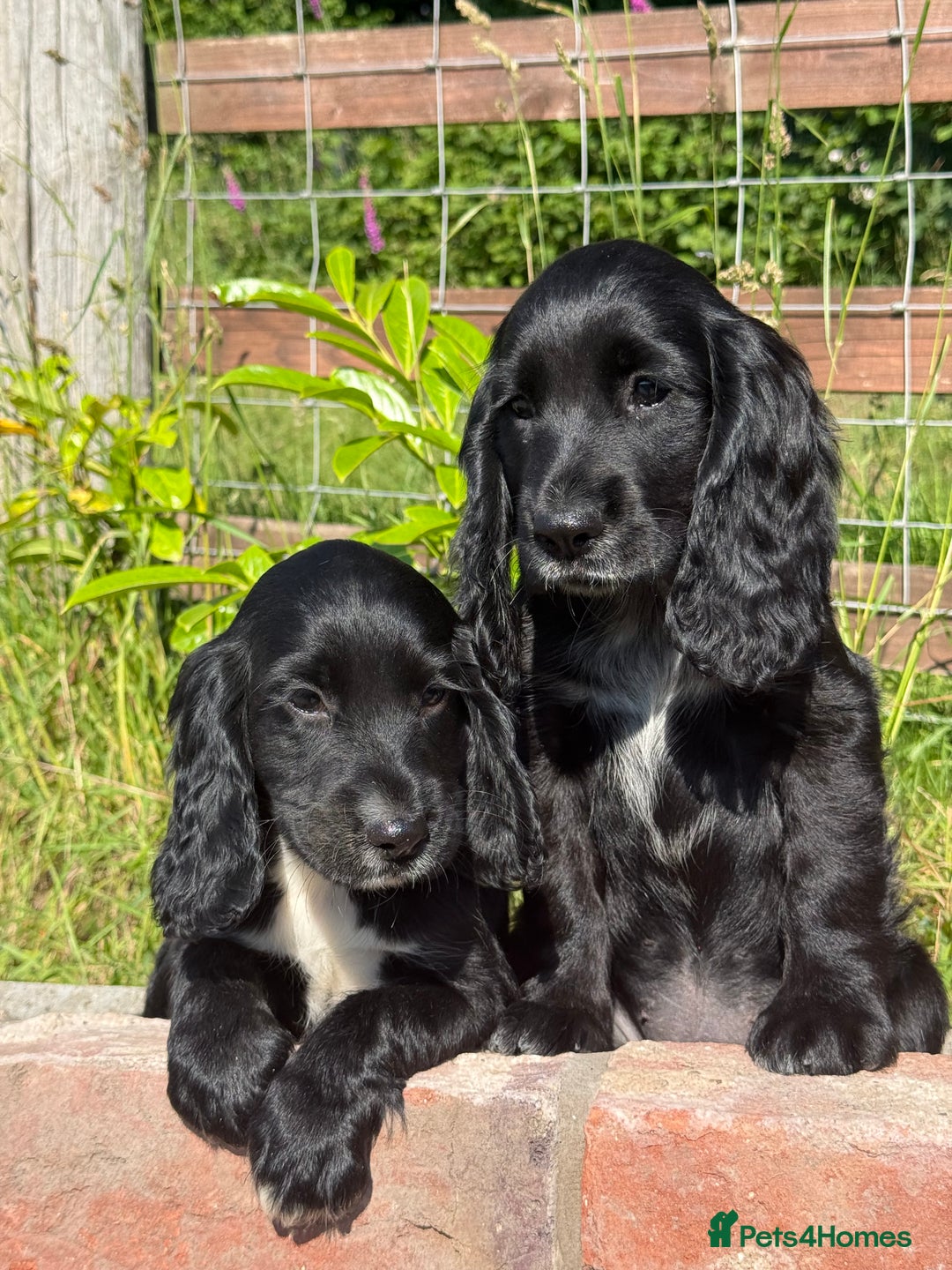 Cocker Spaniel dogs for sale: FULLY VACCINATED Black FEMALE cocker spaniel in Mold - Image 20