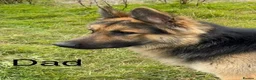 German Shepherd dogs for sale: German shepherd pups - Advert 2