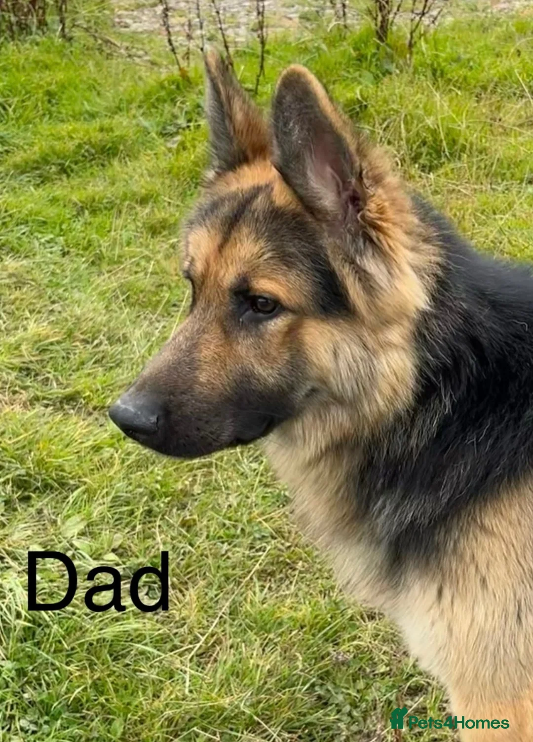 German Shepherd dogs for sale: German shepherd pups - Advert 2