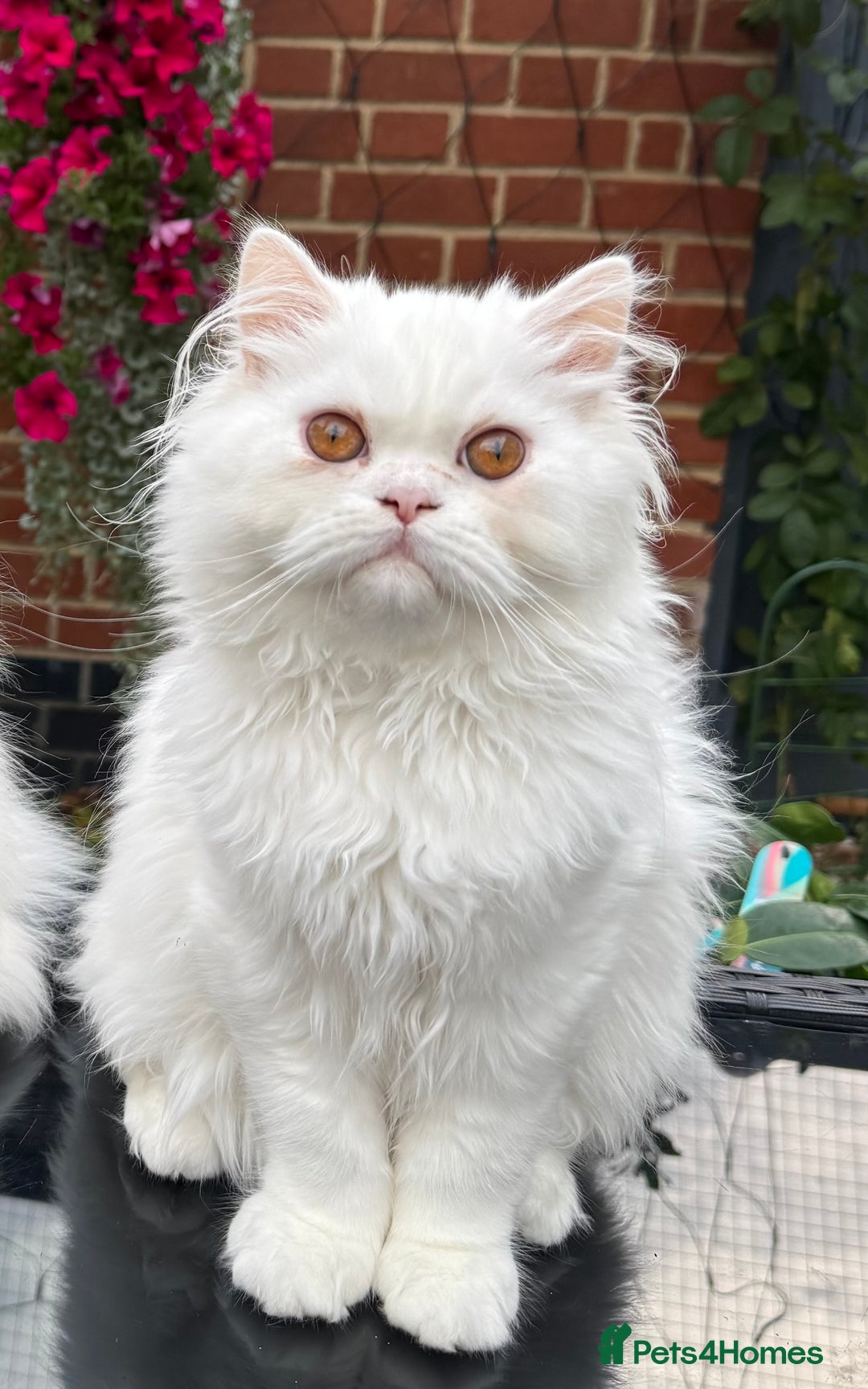 Persian cats for sale: Persian Kittens - Image 9