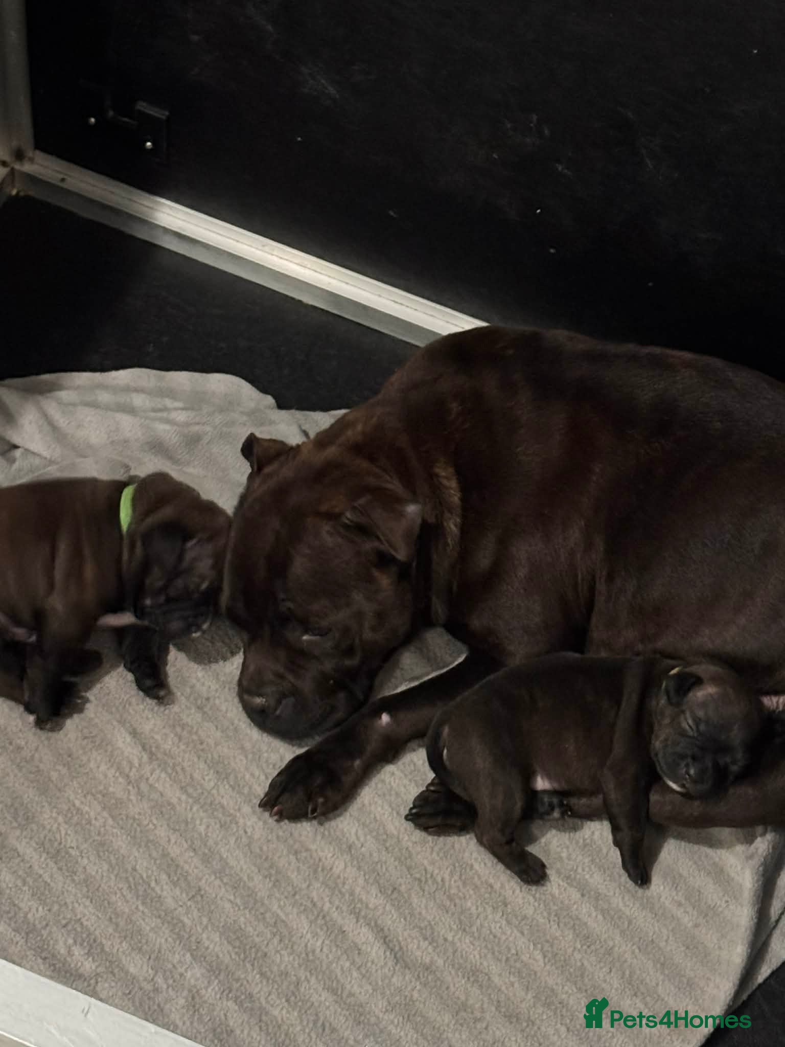 Staffordshire Bull Terrier dogs BRINDLE & WHITE STAFFORDSHIRE BULL TERRIER  - Advert 8