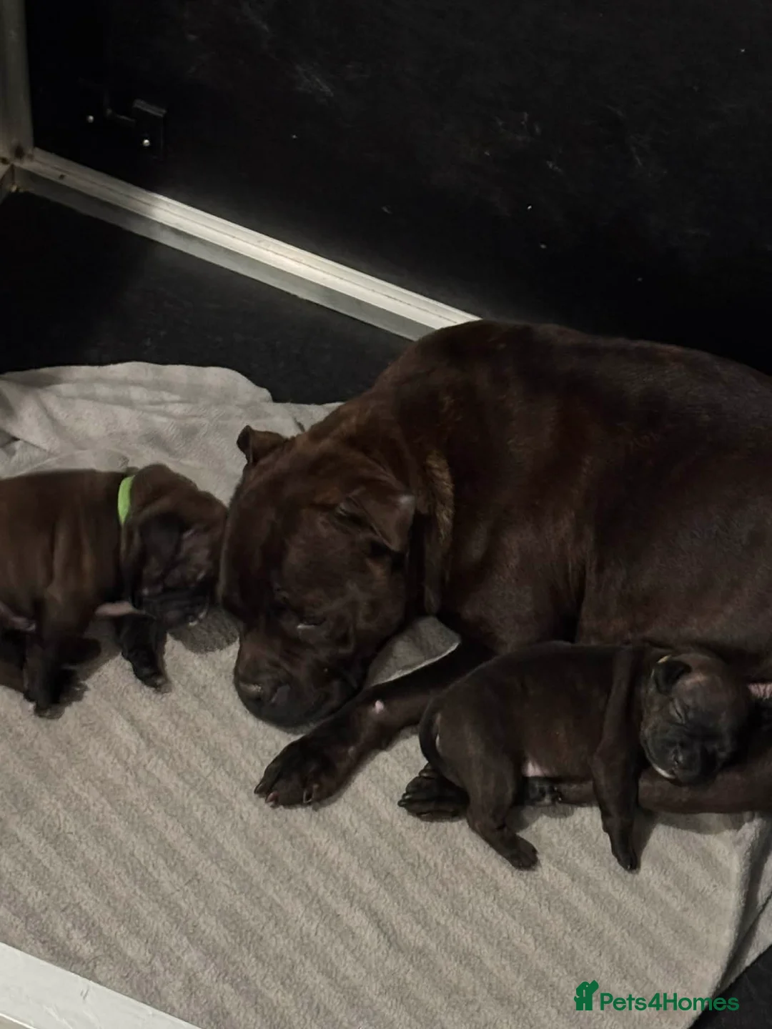 Staffordshire Bull Terrier dogs for sale: BRINDLE & WHITE STAFFORDSHIRE BULL TERRIER  - Advert 1