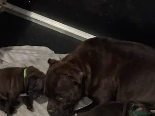 Staffordshire Bull Terrier dogs BRINDLE & WHITE STAFFORDSHIRE BULL TERRIER - Advert 8