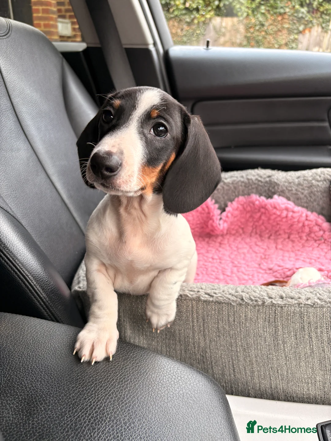 Miniature Dachshund dogs for sale: Mini piebald male dachshund  - Advert 6