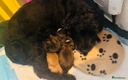 Cocker Spaniel dogs for sale: 🐶 COCKER SPANIEL PUPPIES 🐶  - Advert 1