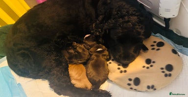 Cocker Spaniel dogs 🐶 COCKER SPANIEL PUPPIES 🐶  - Advert 4