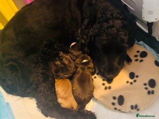 Cocker Spaniel dogs for sale: 🐶 COCKER SPANIEL PUPPIES 🐶 - Advert 1