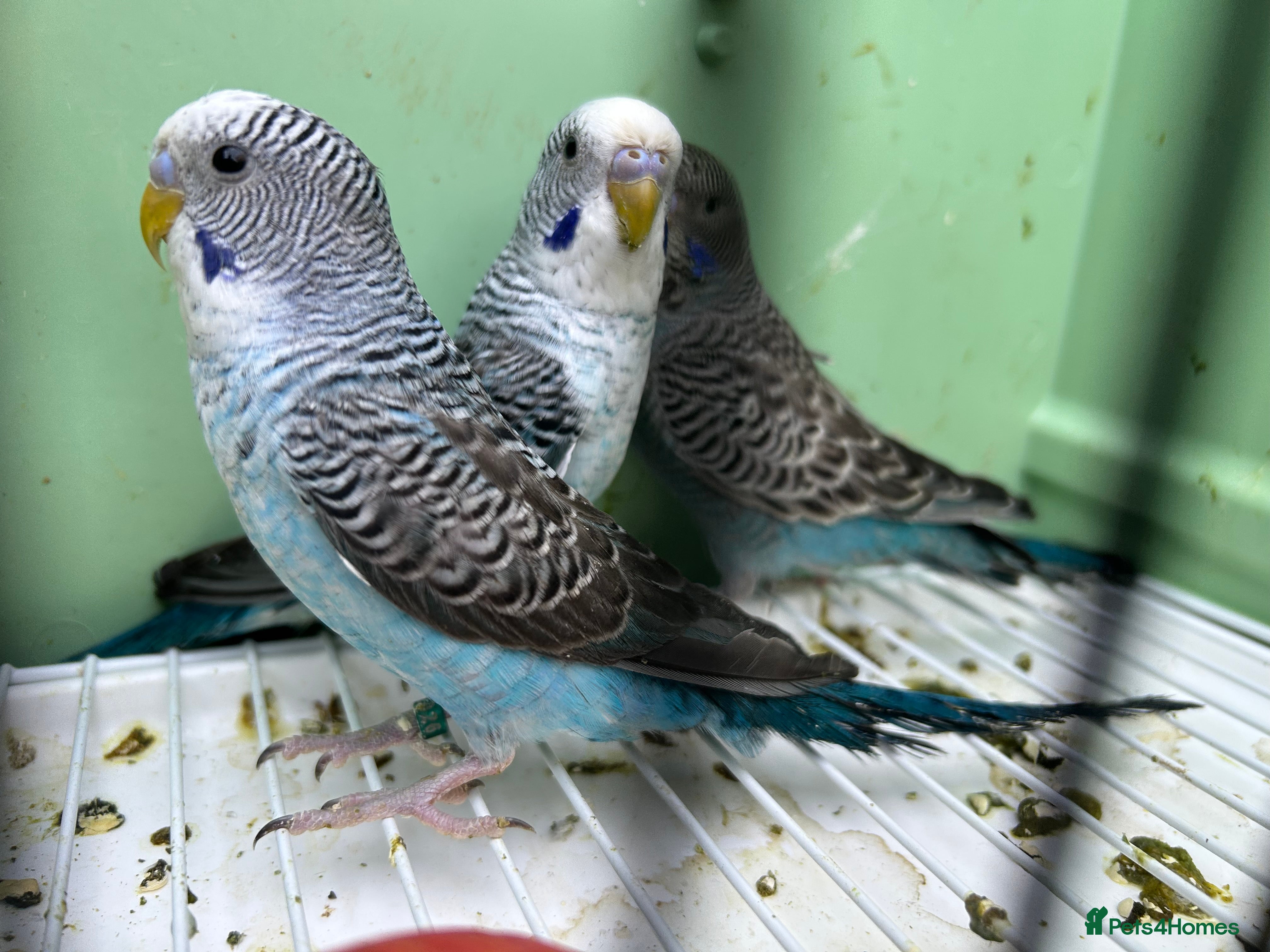 Budgerigars birds Black Wings budgies, possible split to bw/bf - Advert 1