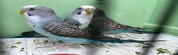 Budgerigars birds for sale: Black Wings budgies, possible split to bw/bf - Advert 1