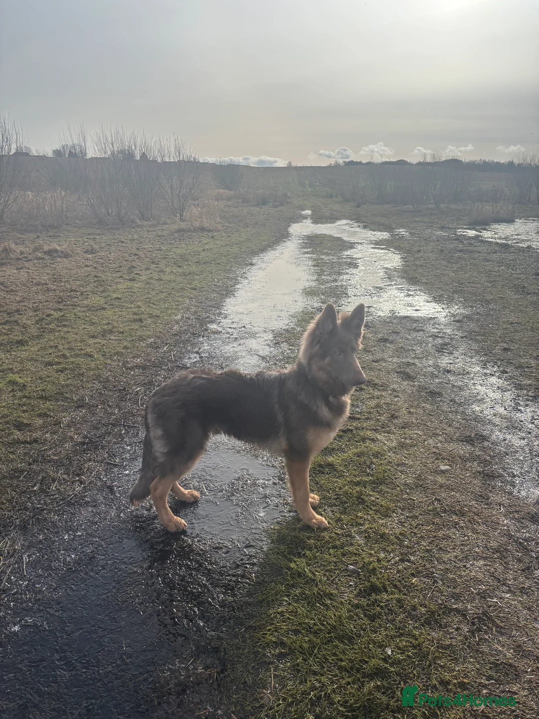 German Shepherd dogs for sale: 7 month old German shepherd  in Glasgow - Advert 3