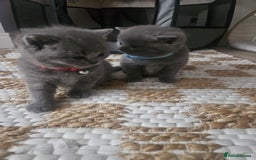 British Shorthair cats for sale: Quality British Shorthair Blue Kittens - Image 11