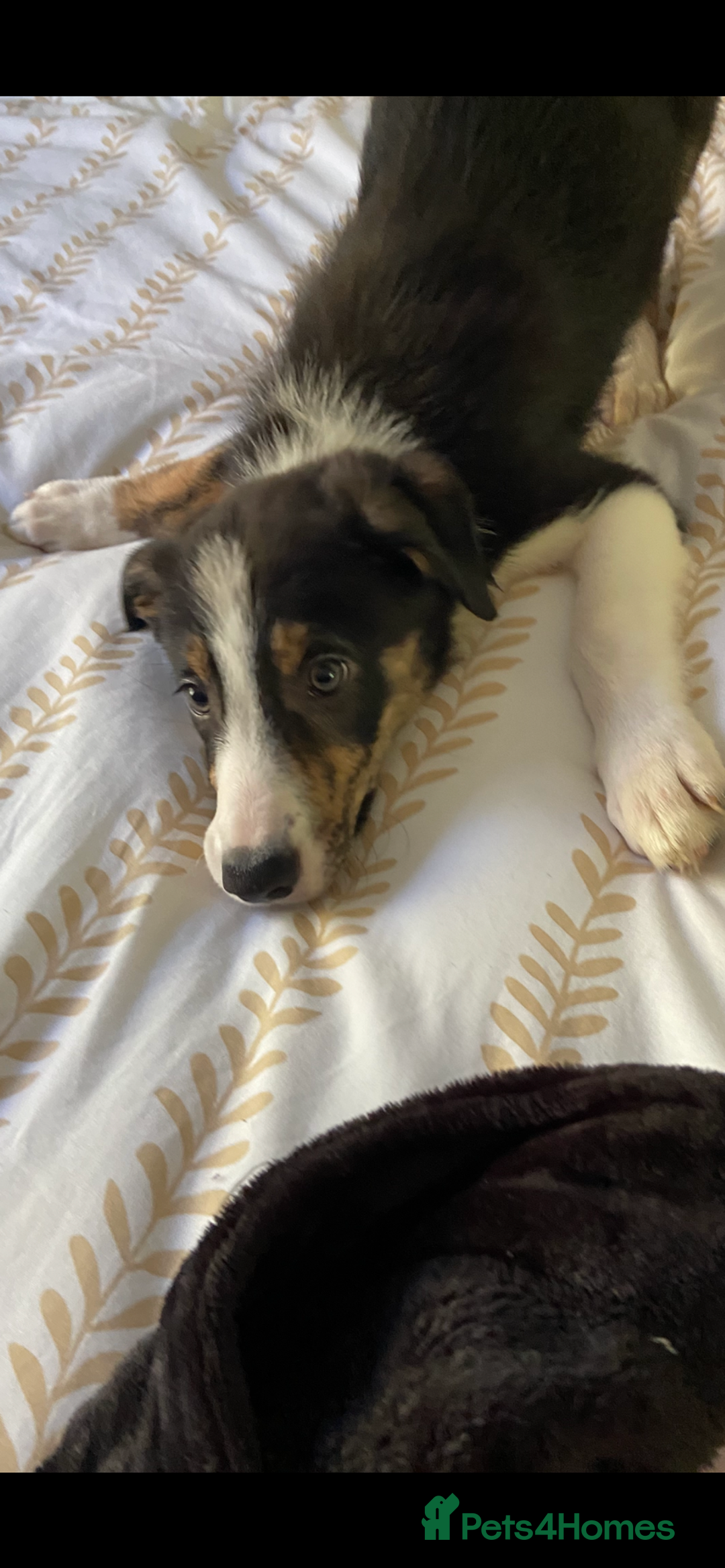 Border Collie dogs for sale: Border collies Dundee  - Image 9