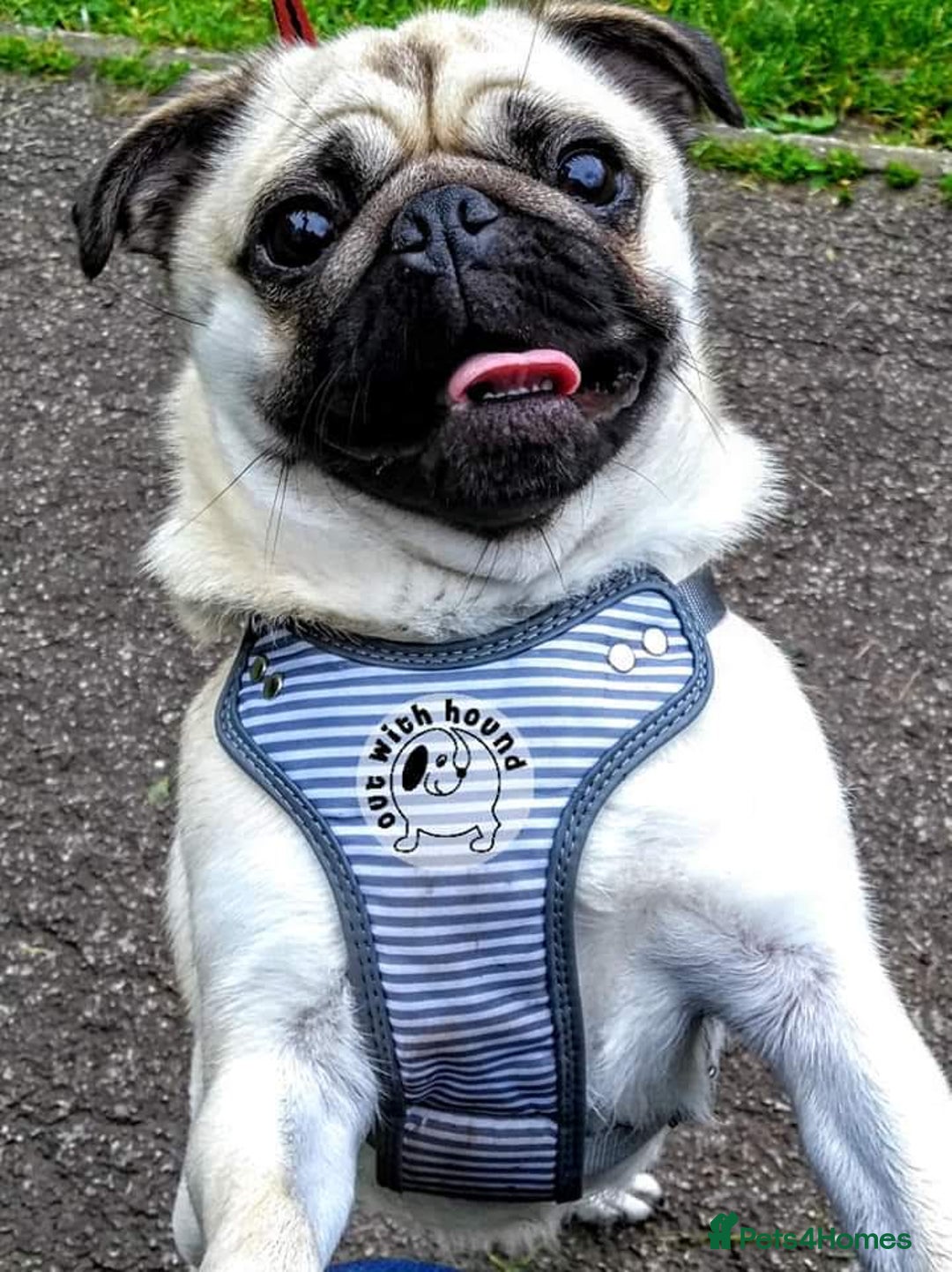 Pug dogs for sale: Porscha requires new home as moving abroad  - Image 3