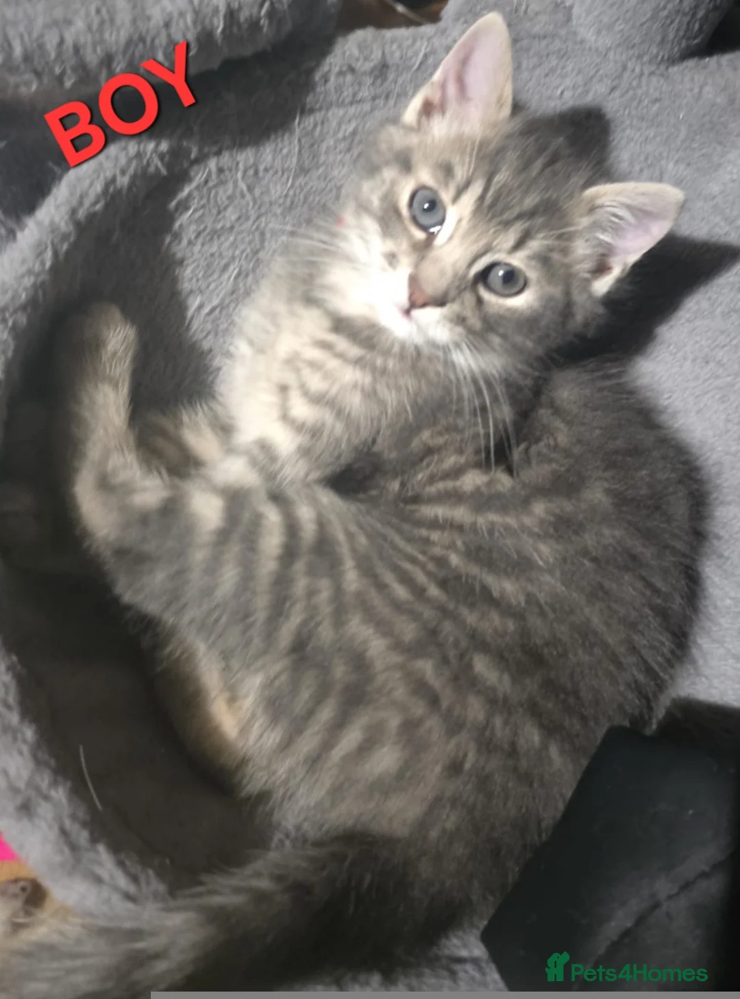 Mixed Breed cats for sale: GREY MIXED TABBY X3 - Advert 6