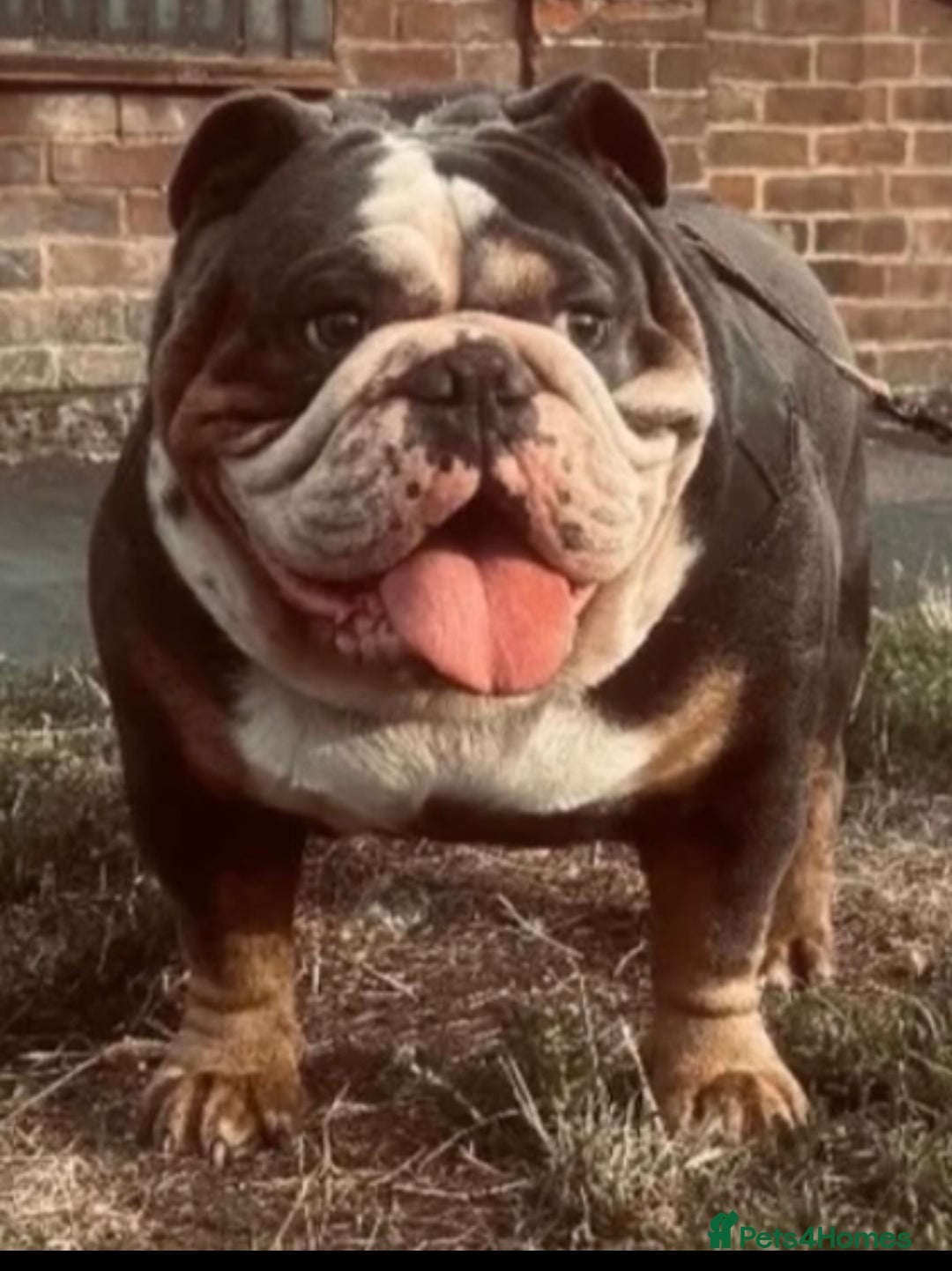 English Bulldog dogs for sale: 🌟Ready Now!🌟 - Advert 34