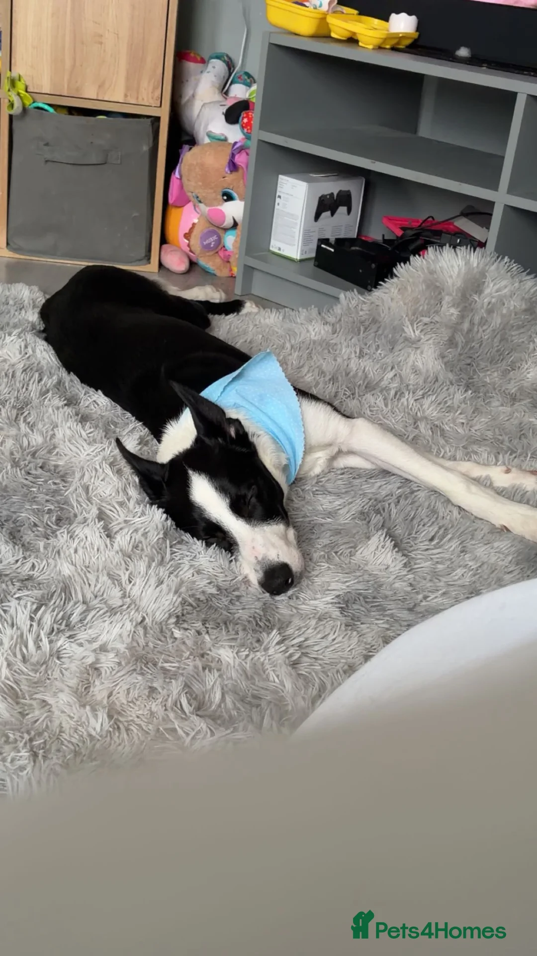 Mixed Breed dogs for sale: 9 month old border kelpie - Advert 1