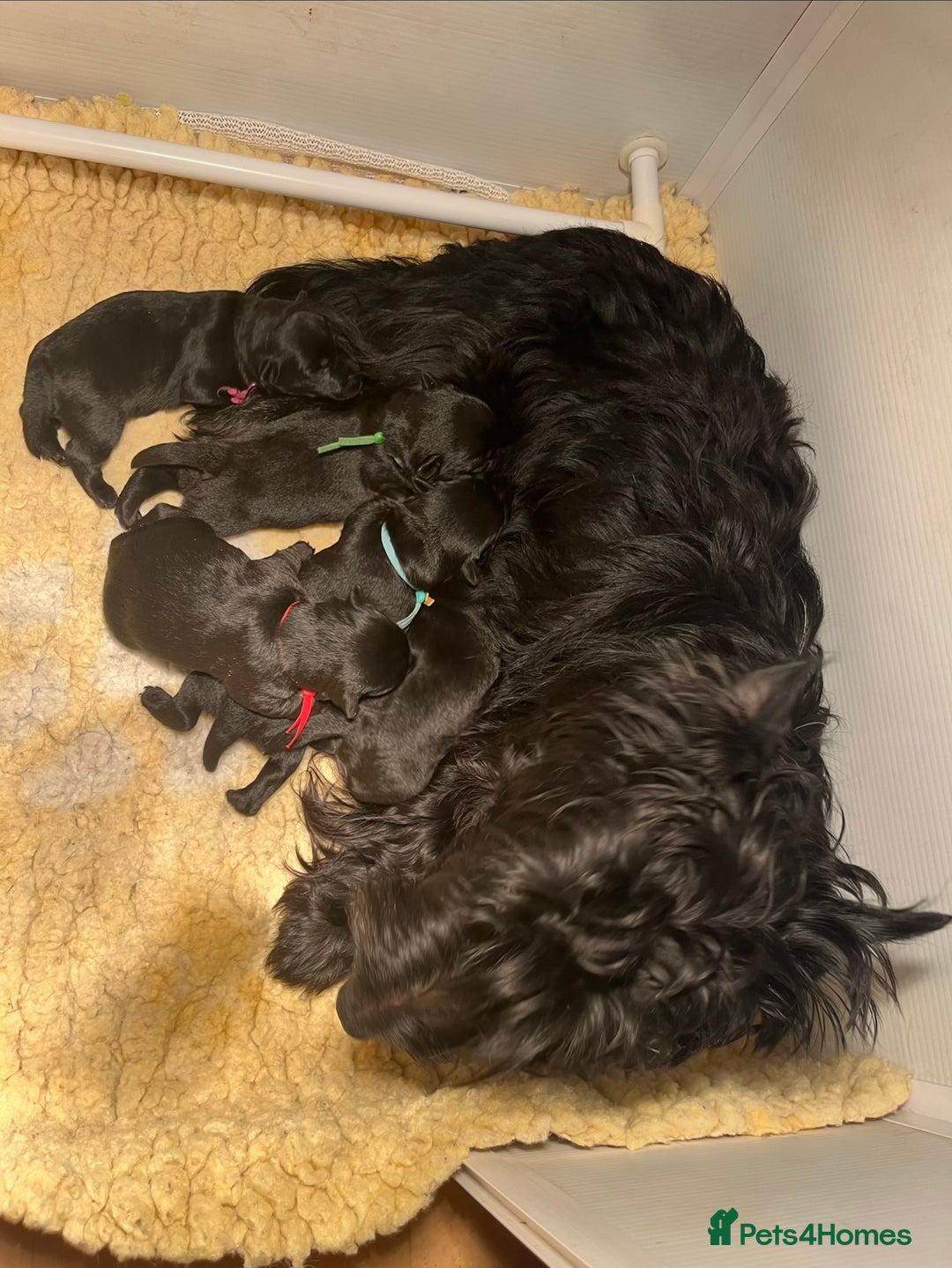 Scottish Terrier dogs for sale: 2 beautiful Scottish terrier boys available  - Advert 6