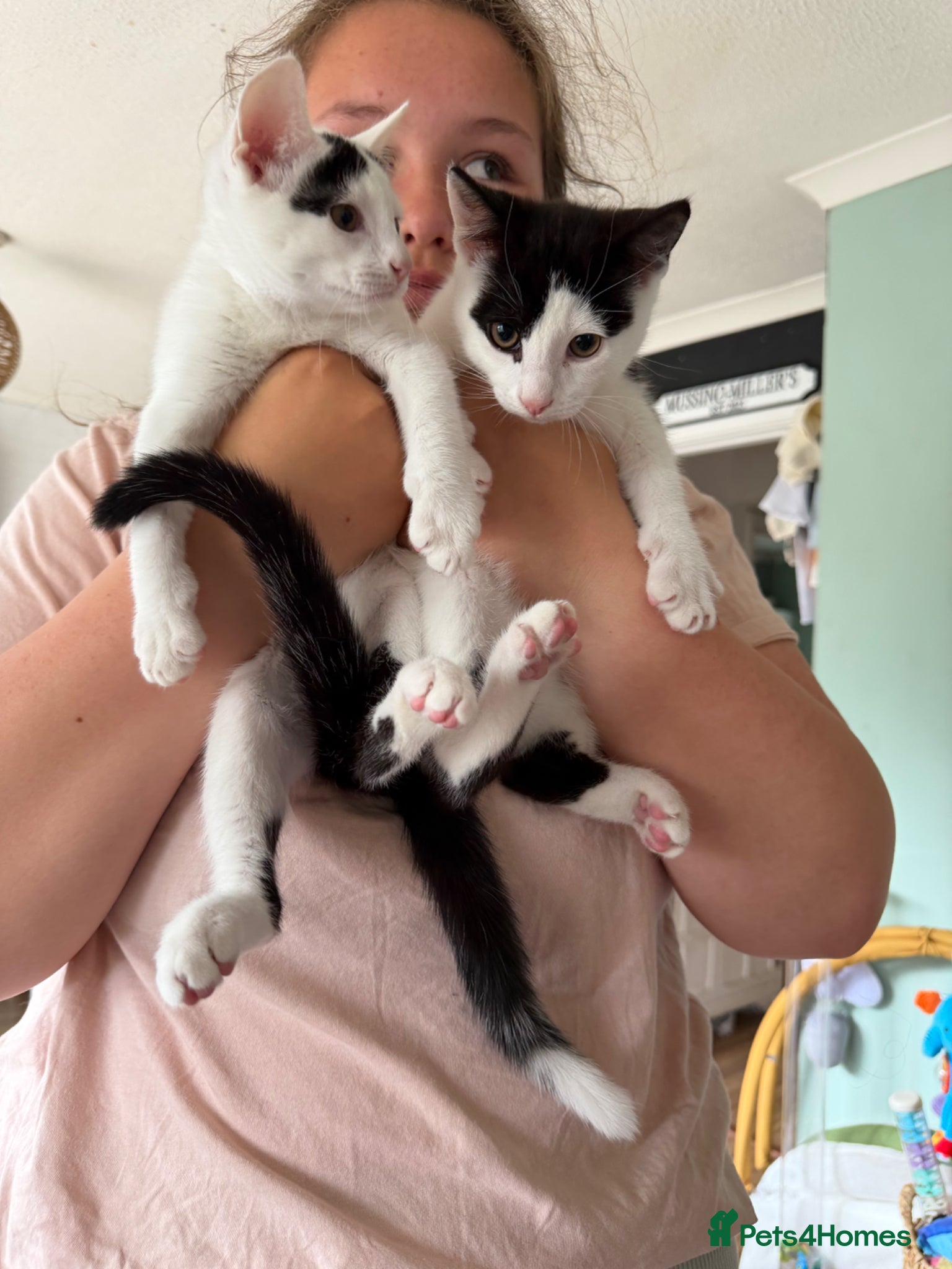 Mixed Breed cats Make and female kitten - Advert 1