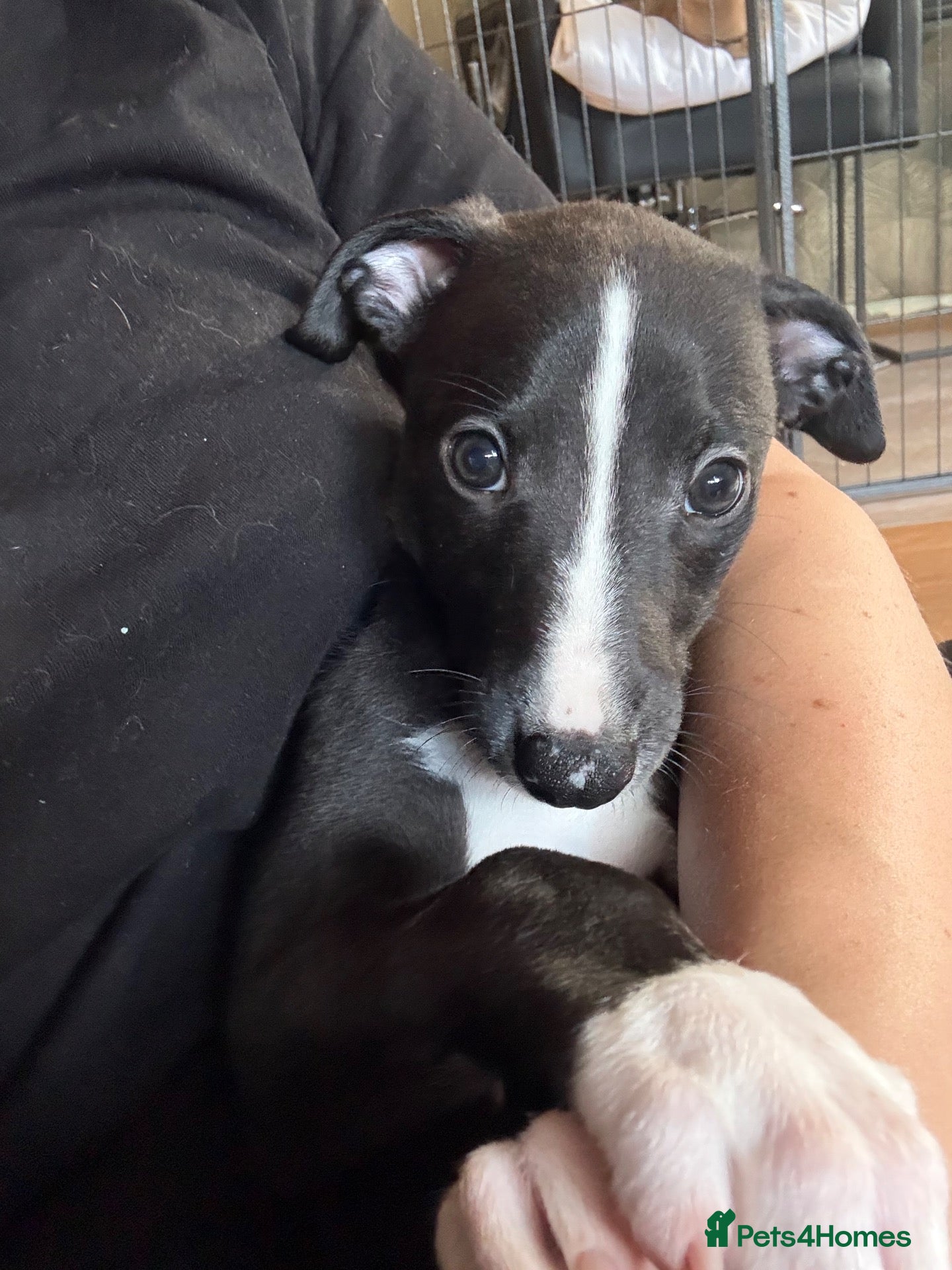 Whippet dogs KC reg Whippet Puppy 🐶  - Advert 1