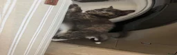 Mixed Breed cats for sale: Tortie female - Advert 8