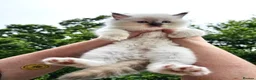 Ragdoll cats for sale: TICA registered Ragdoll Kittens - seal/blue point - Advert 9