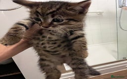 Domestic Shorthair cats for sale: 1 Gorgeous baby male Tiger left  - Image 3