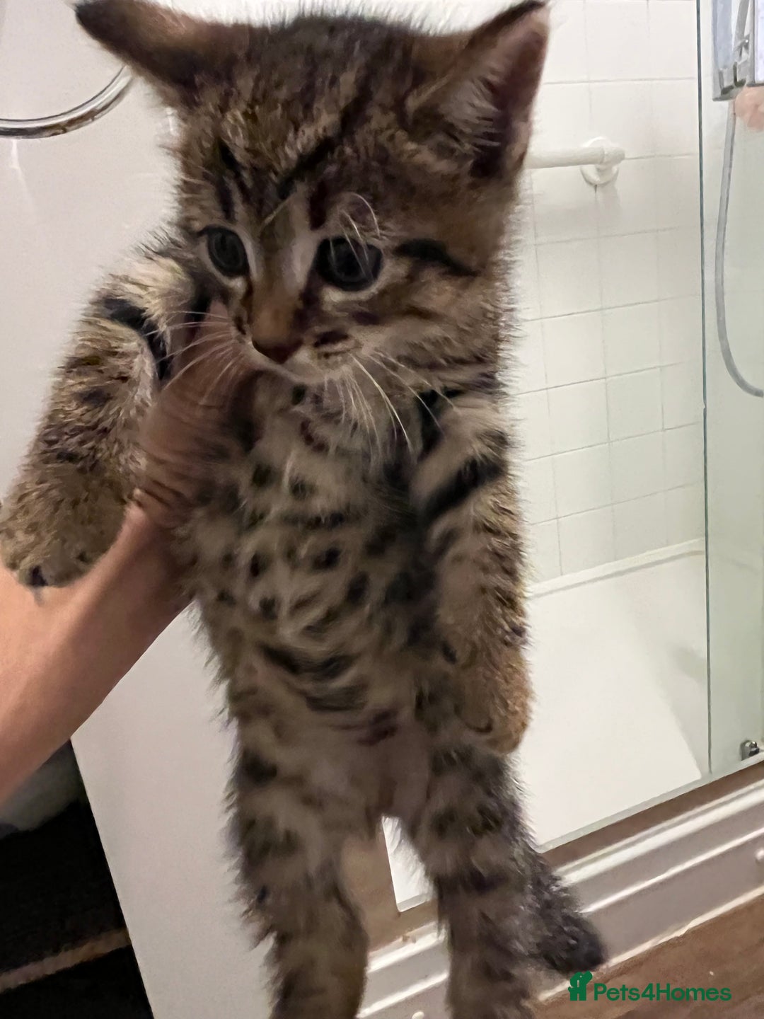 Domestic Shorthair cats for sale: 1 Gorgeous baby male Tiger left  - Image 3